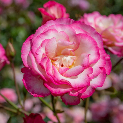 Marshalls Garden Rose 'Handel' - Climbing Hybrid Tea Rose (2.5-4.0m ...