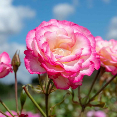 Marshalls Garden Rose 'Handel' - Climbing Hybrid Tea Rose (2.5-4.0m ...