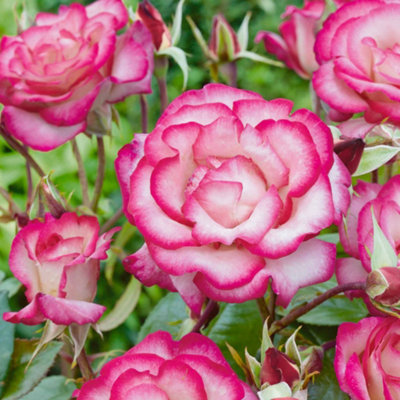 Marshalls Garden Rose 'Handel' - Climbing Hybrid Tea Rose (2.5-4.0m ...