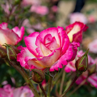 Marshalls Garden Rose 'Handel' - Climbing Hybrid Tea Rose (2.5-4.0m ...