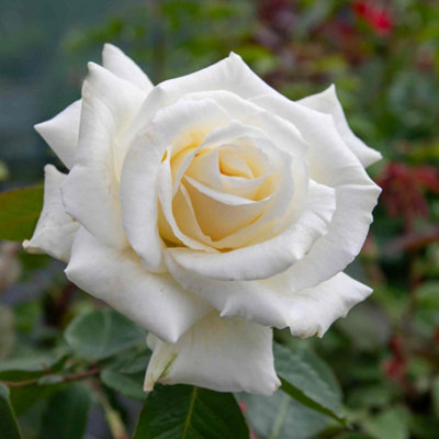 Marshalls Garden Rose 'Ice Cream' Hybrid Tea White double flowers ...