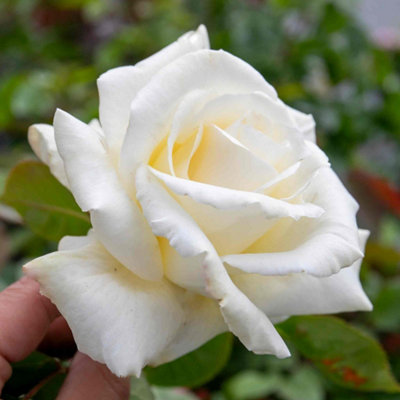 Marshalls Garden Rose 'Ice Cream' Hybrid Tea White double flowers ...