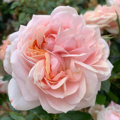 Marshalls Garden Rose 'Joie de Vivre' ROTY 2011 Compact Floribunda bare ...