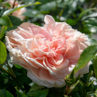 Marshalls Garden Rose 'Joie de Vivre' ROTY 2011 Compact Floribunda bare ...