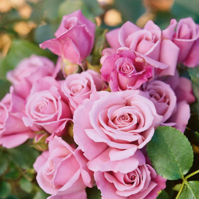 Marshalls Garden Rose 'Moody Blue' (Hybrid Tea) Bare Root Fragrant ...