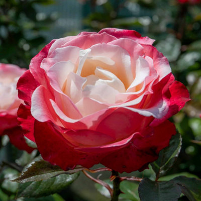 Marshalls Garden Rose 'Nostalgia' (Rosa Nostalgia 'Taneiglat') Hardy ...