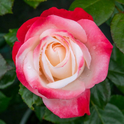 Marshalls Garden Rose 'Nostalgia' (Rosa Nostalgia 'Taneiglat') Hardy ...