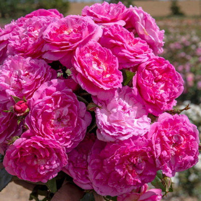 Marshalls Garden Rose 'Orchid Romantica' Floribunda - Pink Fragrant ...