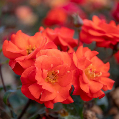 Marshalls Garden Rose 'Precious Love' Floribunda - Scented compact red ...