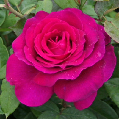 Marshalls Garden Rose 'Pure Poetry' (Hybrid Tea) Deep Magenta, Fragrant ...