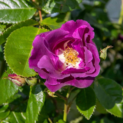 Marshalls Garden Rose Rhapsody In Blue ROTY 2003 - hardy repeat ...