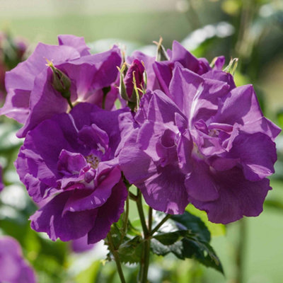 Marshalls Garden Rose Rhapsody In Blue ROTY 2003 - Purple Shrub Rose ...