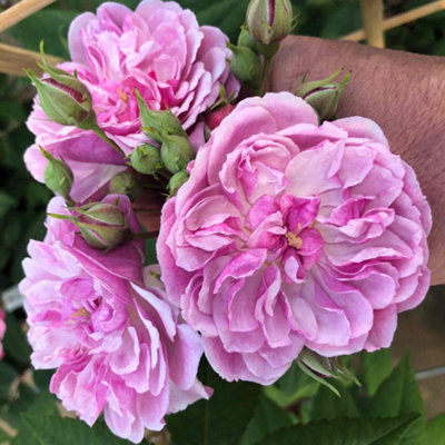 Marshalls Garden Rose 'Siluetta Romantic' Compact Repeat-Flowering ...