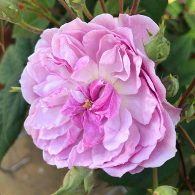 Marshalls Garden Rose 'Siluetta Romantic' Compact Repeat-Flowering ...