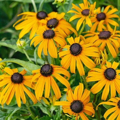 marshalls-garden-rudbeckia-goldsturm-rudbeckia-fulgida-hardy