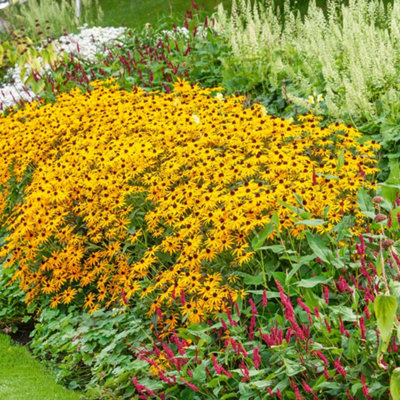 Marshalls Garden Rudbeckia 'Goldsturm' (Rudbeckia fulgida) Hardy ...