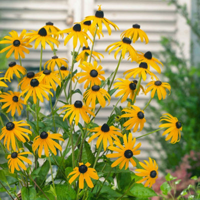 Marshalls Garden Rudbeckia 'Goldsturm' (Rudbeckia fulgida) Hardy ...