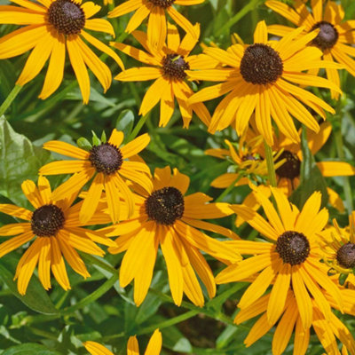 Marshalls Garden Rudbeckia 'Goldsturm' (Rudbeckia fulgida) Hardy ...