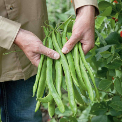 Marshalls Garden Runner Bean Seeds Tenderstar - British-bred nearly ...