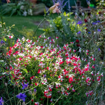 Marshalls Garden Salvia 'Hot Lips' 2L potted perennial - red