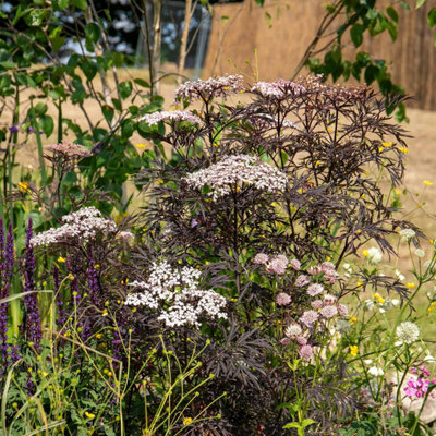 Marshalls Garden Sambucus nigra 'Black Lace' Elder Shrub, Black