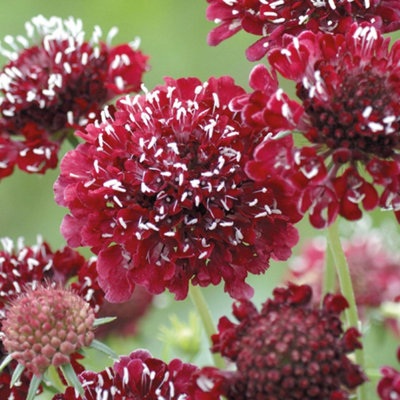 Marshalls Garden Scabious 'Fire King' Seeds - Deep Red Cut Flowers 50 Seeds