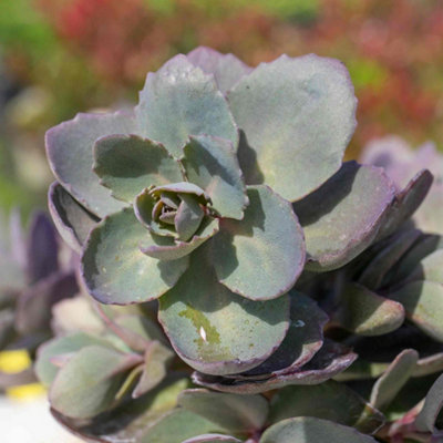 Marshalls Garden Sedum 'Sunsparkler Dazzleberry' Raspberry-Red