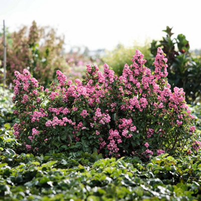 Marshalls Garden Snowberry 'Magical Sweet' - 3 x 9cm Pot Plants