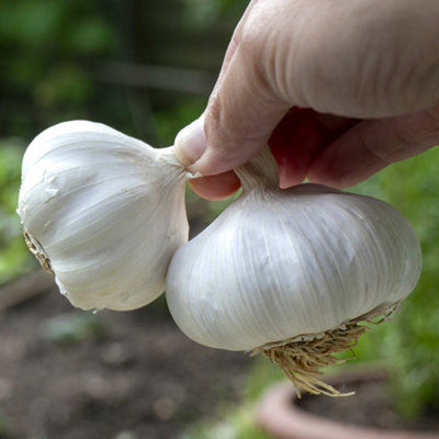 Marshalls Garden Spring-Planting Garlic Cloves 'Mersley Wight ...