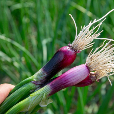 Marshalls Garden Spring Red Onion Seeds 'Lilia' - Dual-Purpose Salad ...