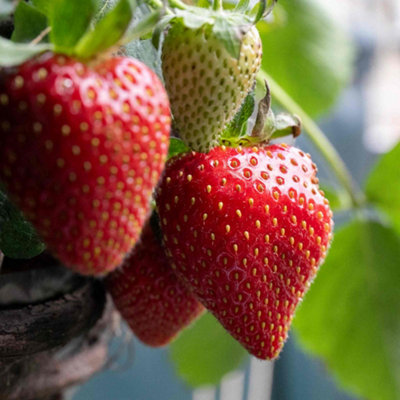 Marshalls Garden Strawberry Plant Elsanta, Main Season with Large ...