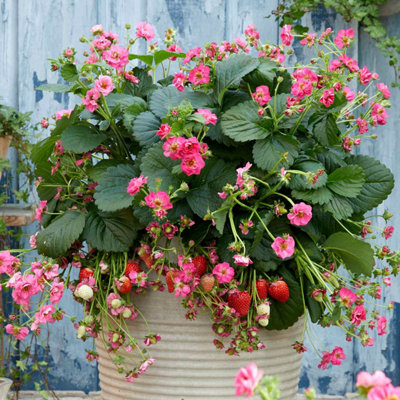 Marshalls Garden Strawberry 'Summer Breeze Cherry' F1 Everbearing Plug ...