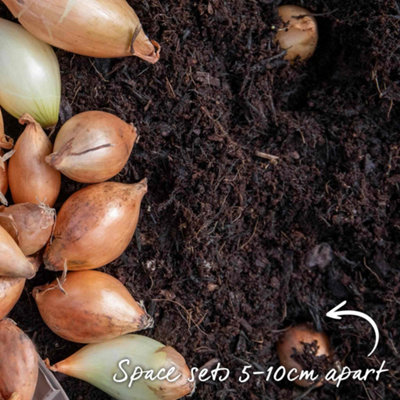 Marshalls Garden Stuttgarter Riesen Onion Sets High Yield, Slow-to-Bolt Exhibition  Bulbs 30 Sets