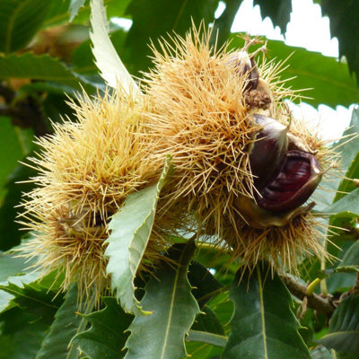 Marshalls Garden Sweet Chestnut Tree (Castanea sativa 'Castan Satvia ...