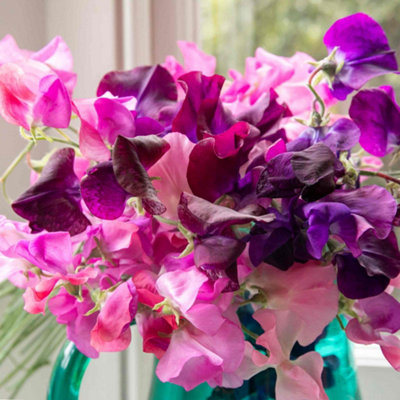 Marshalls Garden Sweet Pea 'Berry Kiss' 12 Pack - Scented mixed pink ...