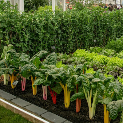 Marshalls Garden Swiss Chard Seeds 'Bright Lights' 100 Seeds RHS-recognised Variety
