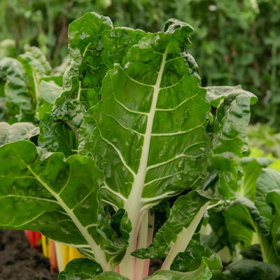 Marshalls Garden Swiss Chard Seeds 'Bright Lights' 100 Seeds RHS-recognised Variety