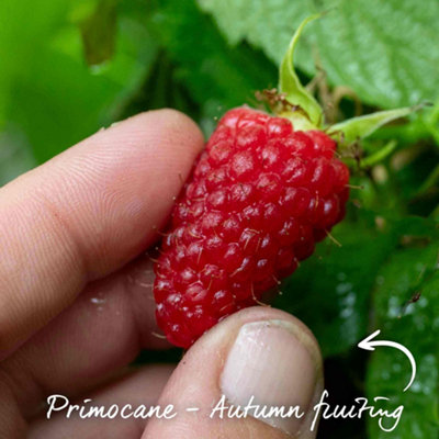 Marshalls Garden Thornless Raspberry 'Autumn Treasure' - Primocane ...