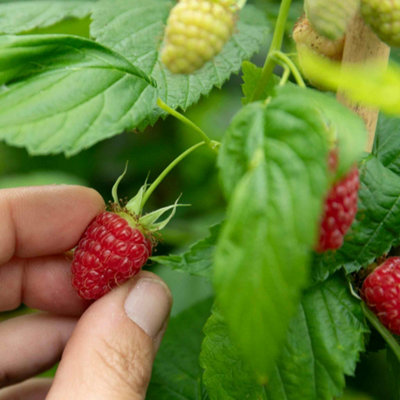 Marshalls Garden Thornless Raspberry 'Glen Mor' - Pre-rooted High-Yield ...