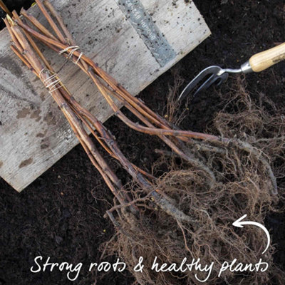 Marshalls Garden Thornless Raspberry 'Glen Mor' - Pre-rooted High-Yield ...