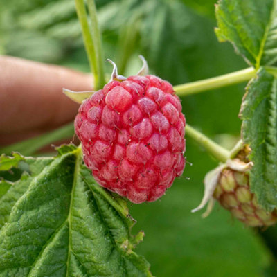 Marshalls Garden Thornless Raspberry 'Joan J' - Compact Primocane ...