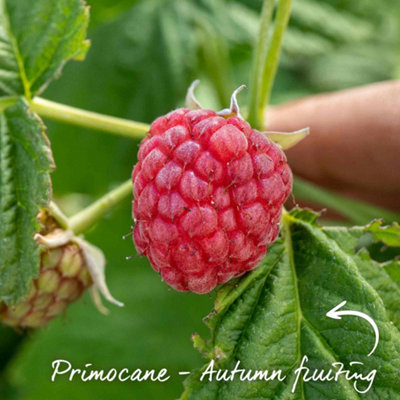 Marshalls Garden Thornless Raspberry 'Joan J' - Compact Primocane ...