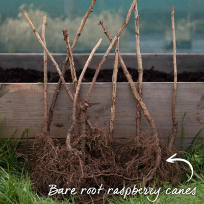 Marshalls Garden Thornless Raspberry Plant 'Autumn Treasure' - Hardy ...