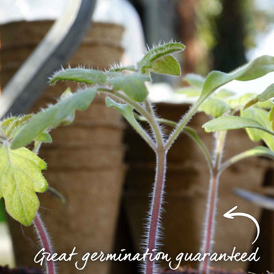 Tomate Sweet Success F1: 10 Semillas De Alta Calidad Para Una Cosecha Dulce Y Abundante (JustSeed)