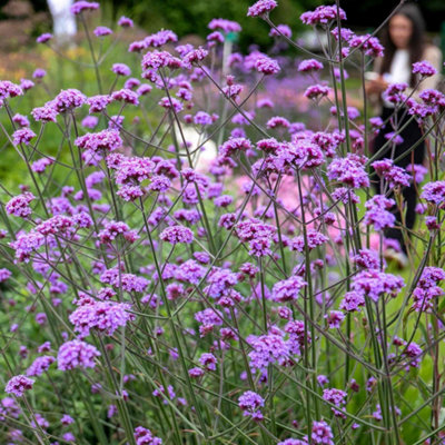 MARSHALLS GARDEN VERBENA 'BUENOS AIRES' - TALL VIOLET-PURPLE PERENNIAL,  POLLINATOR-FRIENDLY, HARDY, 6 JUMBO PLUG PLANTS