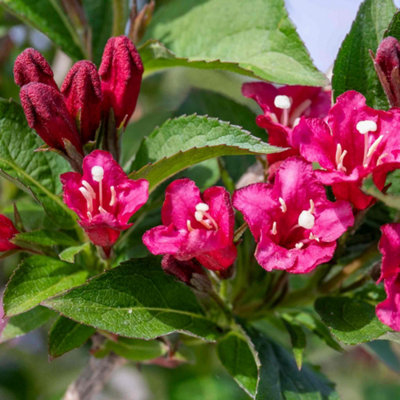 Marshalls Garden Weigela 'Bristol Ruby' Deciduous Shrub, 2m height ...