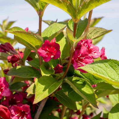 Marshalls Garden Weigela 'Bristol Ruby' shrub with ruby-red blooms ...