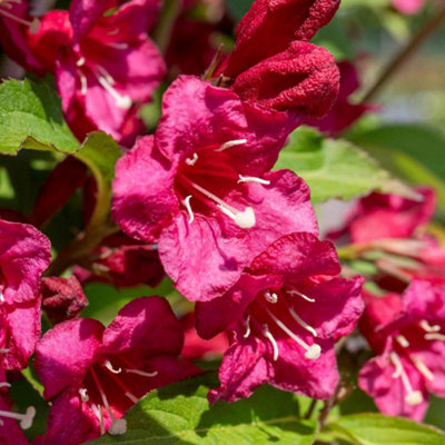 Marshalls Garden Weigela 'Bristol Ruby' shrub with ruby-red blooms ...