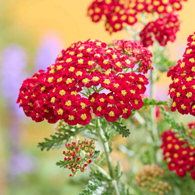 Marshalls Garden Yarrow 'Colour Burst Red' - Achillea millefolium ...