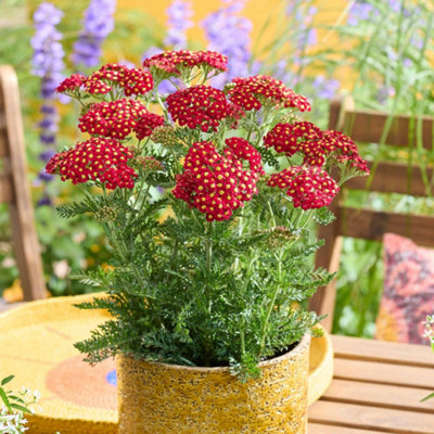 Marshalls Garden Yarrow 'Colour Burst Red' - Achillea millefolium ...